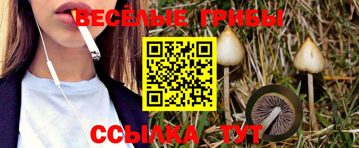 цены   Галлюциногенные грибы MAGIC MUSHROOMS  Вход с VPN  Галлюциногенные грибы Cubensis  Камень-на-Оби 